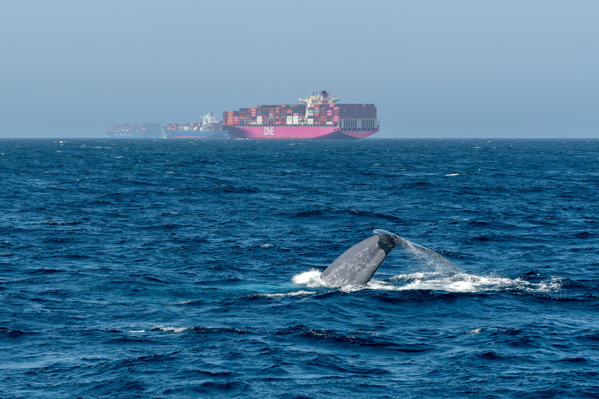 WSC Offers Seafarers The First Global Whale Chart | Shipping news ...