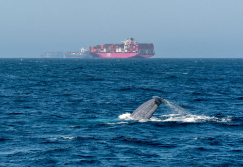 A blue whale breaches in the busy Santa Barbara shipping channel off the Southern California coast. Officials with NOAA are trying to find ways to avoid boat-whale collisions that injure and kill the giant blue whales.