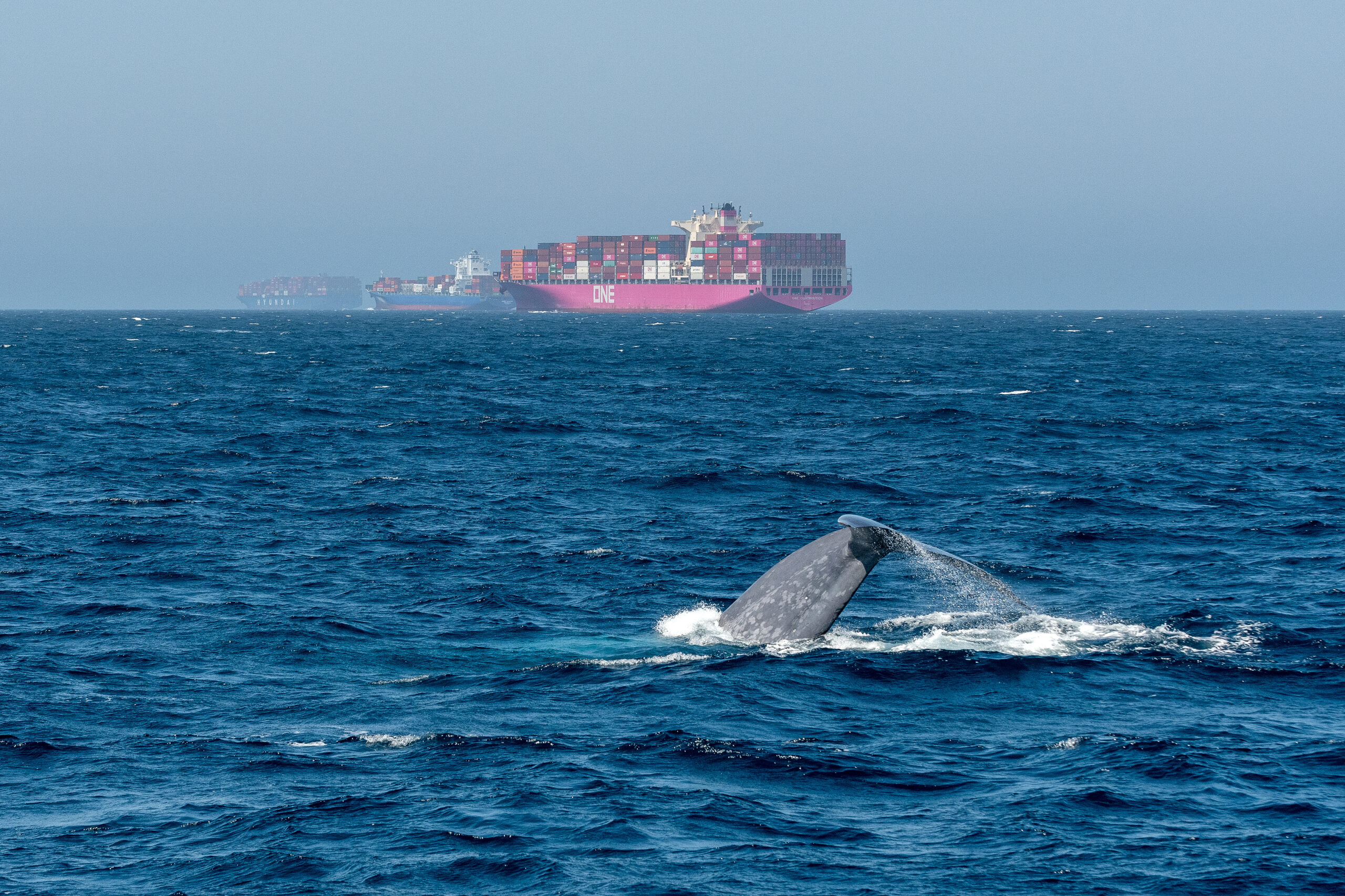 A blue whale breaches in the busy Santa Barbara shipping channel off the Southern California coast. Officials with NOAA are trying to find ways to avoid boat-whale collisions that injure and kill the giant blue whales.