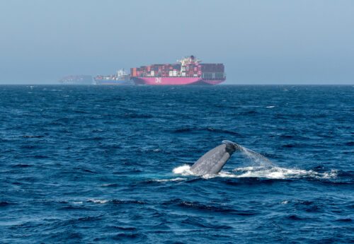 Greece gives green light for whale detection technology to reduce ship strikes